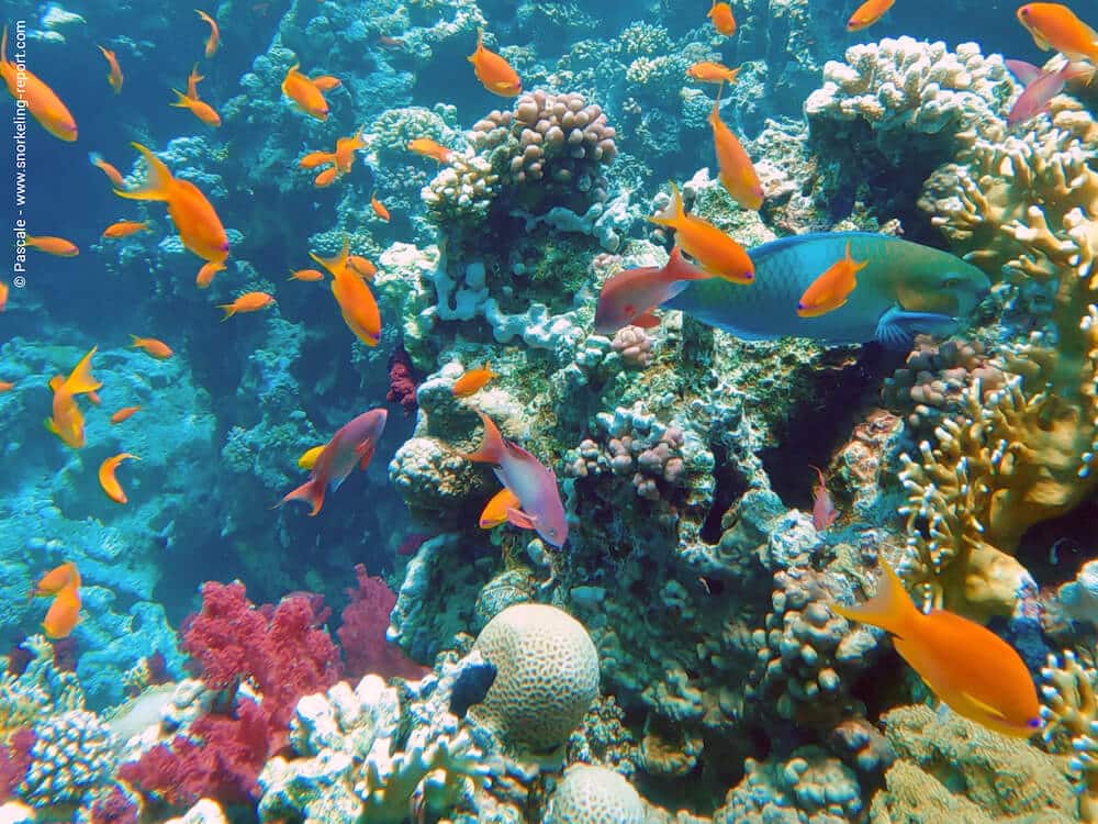 Ras Mohammed Reef Safari